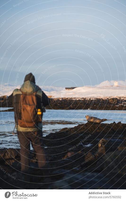 Anonymer Wanderer, der eine Robbe an der felsigen isländischen Küste vor einer malerischen Schneekulisse im sanften Sonnenlicht beobachtet Tierwelt Beobachter