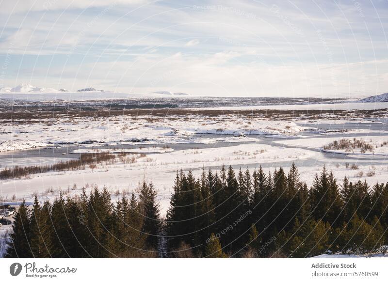 Eine weite isländische Winterlandschaft mit schneebedeckten Feldern, eingerahmt von immergrünen Bäumen und fernen Bergen Panorama Island Landschaft Schnee