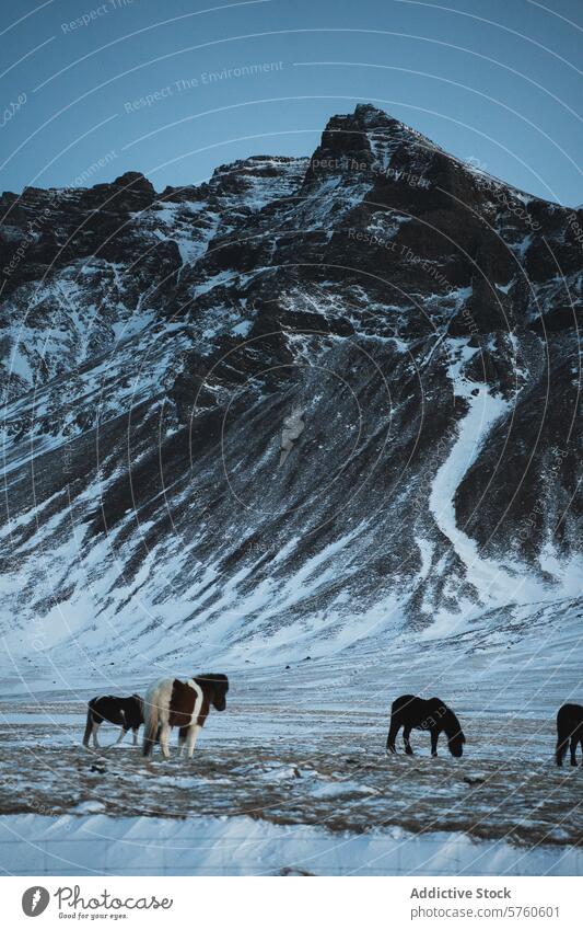 Eine Gruppe von Islandpferden grast ruhig vor der Kulisse schneebedeckter Berghänge unter einem kühlen, dämmrigen Himmel. Winter Landschaft Schnee