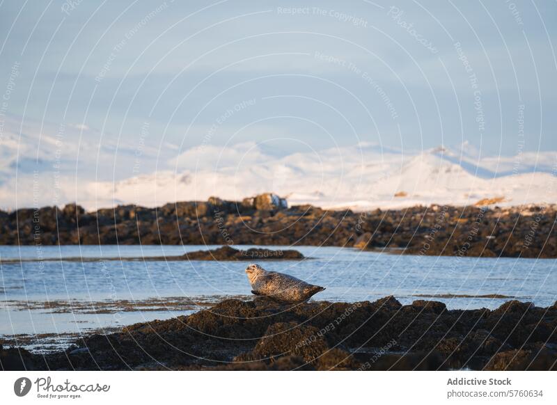 Eine einsame Robbe genießt die ruhige Umgebung und ruht sich auf einem Felsvorsprung vor der Kulisse der schneebedeckten Berge Islands aus Siegel Tierwelt