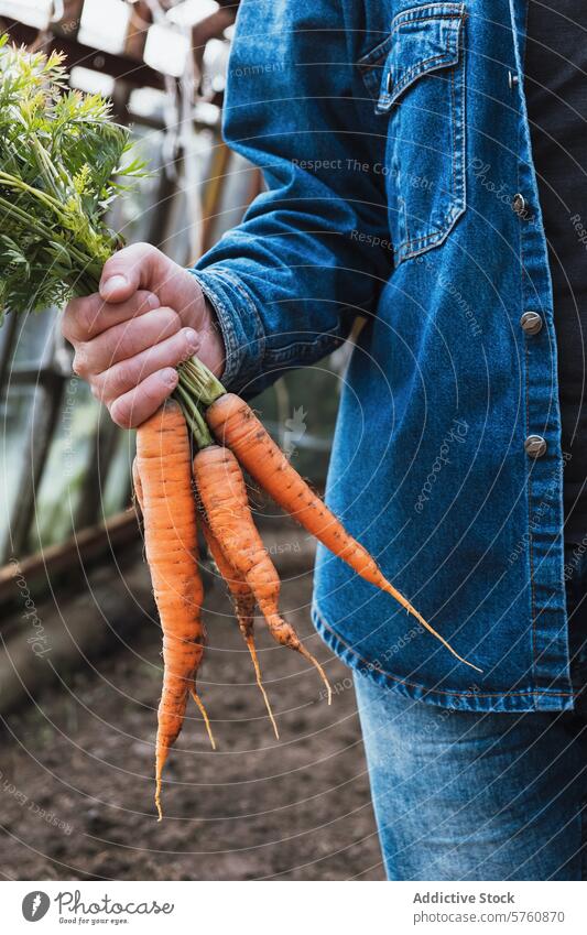 Frisch geerntete Möhren in der Hand mit Jeanshintergrund Ernte frisch Gemüse Garten Jeansstoff Jacke Gewächshaus Nahaufnahme Halt organisch Bauernhof