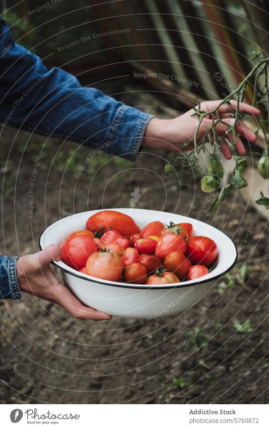 Frische Tomaten aus dem Garten ernten Person Hand Schalen & Schüsseln reif Ernte frisch sammelnd Gemüse organisch hausgemacht Gartenbau Ackerbau Lebensmittel