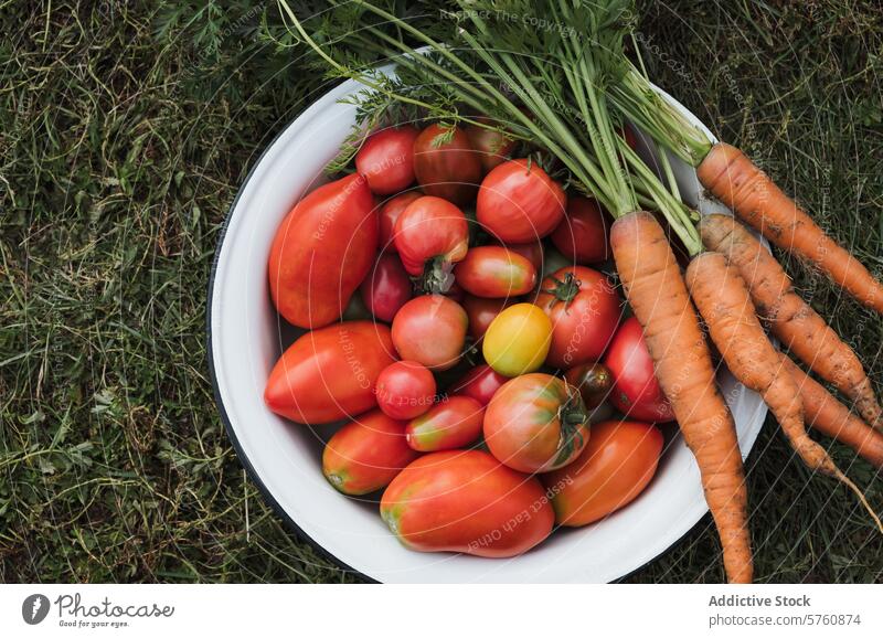 Schüssel mit frischen Gartentomaten und Karotten Gemüse Tomate Möhre Ernte Schalen & Schüsseln Gras gepflückt hausgemacht organisch reif Gesundheit Lebensmittel