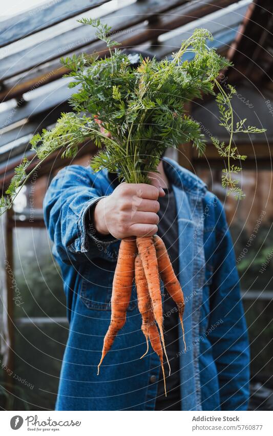 Frische Bio-Möhren in der Hand organisch frisch Ernte Garten Gemüse Jeansstoff grün Top Gesundheit Ernährung Lebensmittel roh erdig Bauernhof produzieren