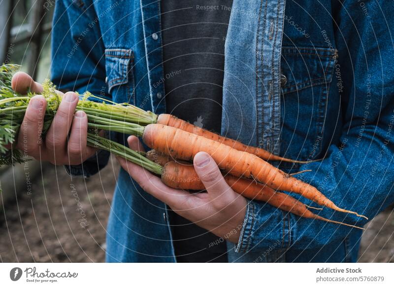 Frische Möhrenernte in den Händen eines Gärtners Ackerbau Ernte Garten Gemüse Hand frisch organisch Lebensmittel Gesundheit Landwirtschaft wachsen Schmutz Boden