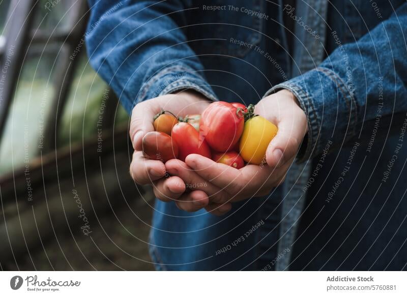 Frisch gepflückte Tomaten in der Hand Ernte frisch Garten Gemüse organisch reif Sortiment Varieté farbenfroh hausgemacht Gesundheit Lebensmittel Ackerbau