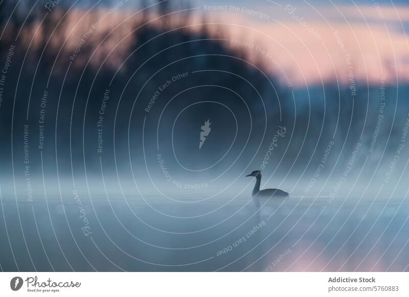 Nebliger Morgen mit einem Haubentaucher auf ruhigem Wasser Vogel Nebel See Morgendämmerung Licht Gelassenheit Tierwelt Natur Einsamkeit Silhouette