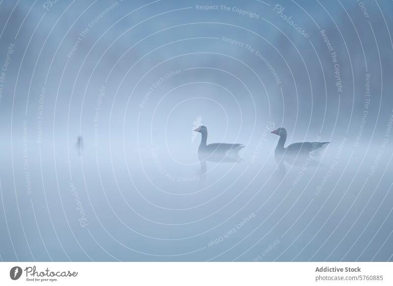 Nebliger See mit Gänse- und Haubentaucher-Silhouetten Nebel Hausgans Vogel Wasser Reflexion & Spiegelung Gelassenheit Windstille ruhig Natur Tierwelt aquatisch