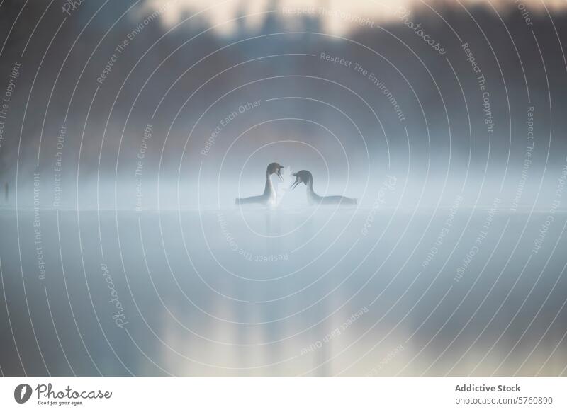 Balztanz von Haubentauchern im Nebel See Vogel Wasser Tierwelt Natur Balzen Anzeige Tanzen Romantik Morgen Silhouette Reflexion & Spiegelung ruhig Landschaft