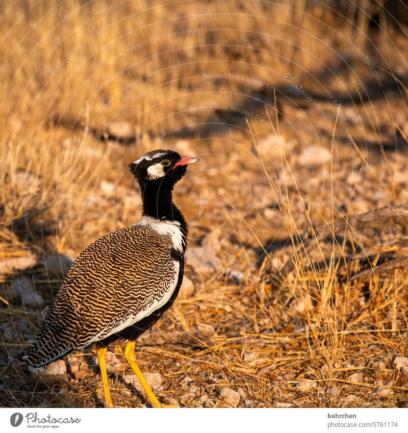 ich bin ne hübsche gackeltrappe Vogel wild Farbfoto Tierschutz klein Trockenheit Tierliebe Wildtier Wildnis außergewöhnlich besonders Afrika Namibia Natur