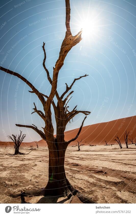 sonnenbaum Sonnenstern Sonnenstrahlen Sonnenlicht Akazie Trockenheit Umweltschutz Vergänglichkeit Klimawandel trocken Dürre Himmel Düne Dünen magisch deadvlei