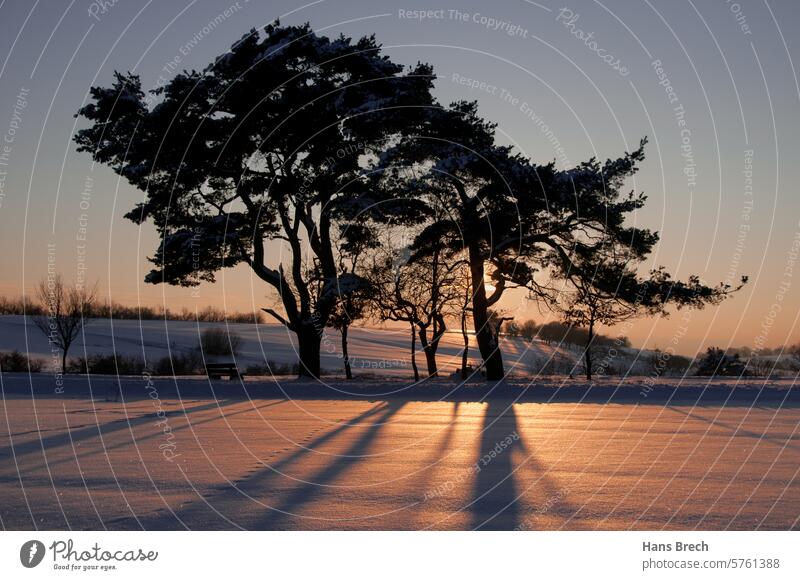 Winterlicher Sonnenuntergang bei Zeil am Main Schnee Dämmerung Blaue Stunde Außenaufnahme Abend Schatten Schattenwurf Gegenlicht Kiefern Abenddämmerung Himmel