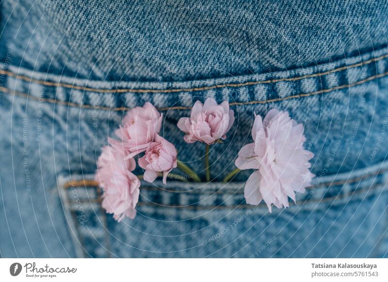 Zarte rosa japanische Kirschblüten, die aus einer blauen Jeanstasche herausragen, selektiver Fokus, Nahaufnahme geblümt Jeanshose Jeansstoff Hose purpur Tasche
