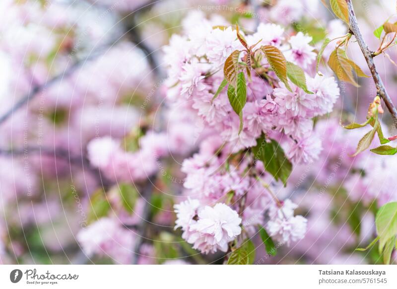 Nahaufnahme der wunderschönen zartrosa Kirschblüte des japanischen blühenden Kirschbaums 'Prunus Kanzan'. Frühling Kirschblüten Blütezeit prunus serrulata
