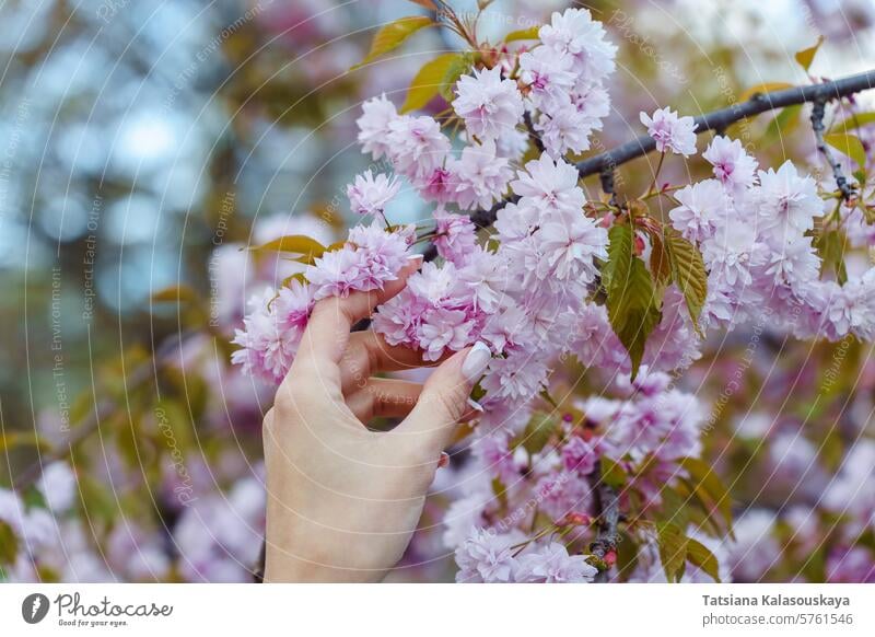 Frau die Hand berühren rosa Blüten der blühenden japanischen Kirschblüte im Frühjahr im Park Frühling Kirschblüten Blütezeit Kirschbaum prunus Kanzan serrulata