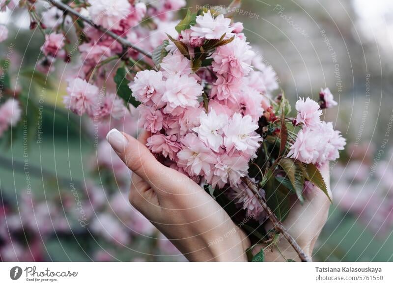 Kirschblüten: Spaziergang im Frühlingsgarten, Frau mit Händen in Nahaufnahme auf Blume Hand Blütezeit Kirschbaum prunus Kanzan serrulata lannesiana Kwanzan