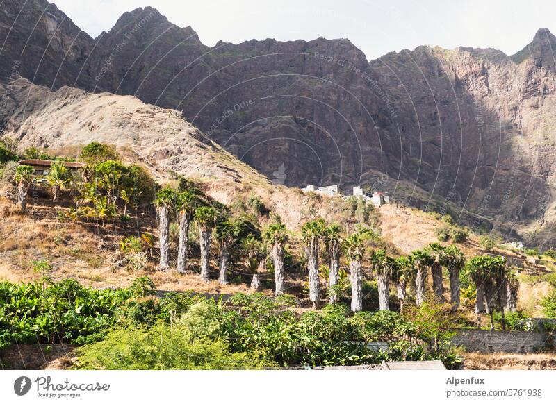 Palmenhain Urlaub Berge u. Gebirge Cabo Verde Santo Antão vulkanisch Landschaft Palmengarten Palmenwald Afrika Felsen Hügel Oase Natur Kap Verde Insel exotisch