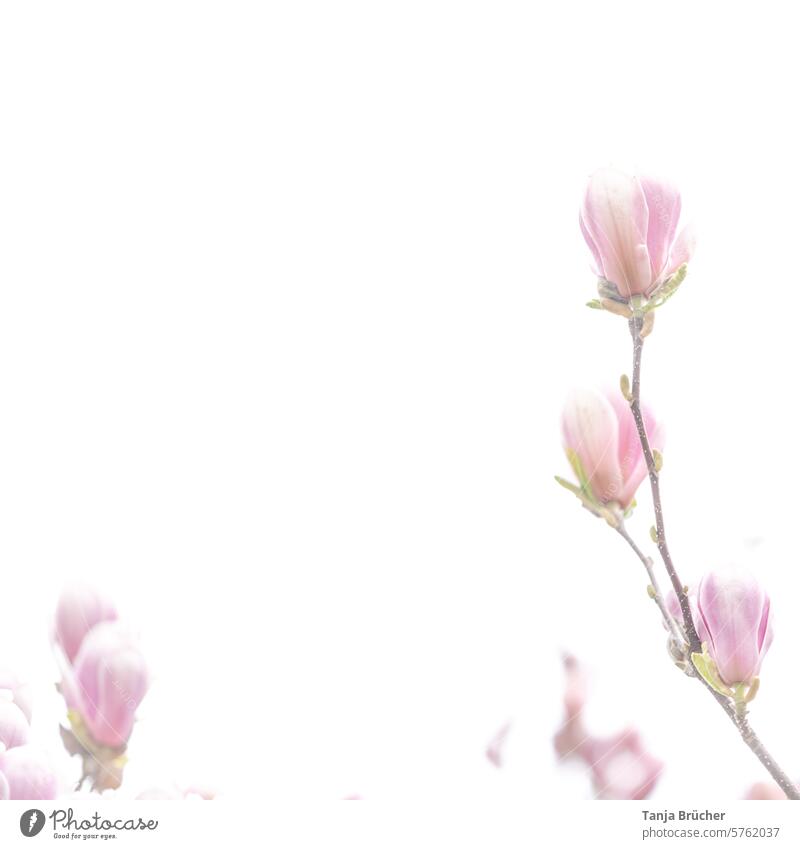 Zarte Magnolien Magnolienzweig zarte Töne helle Farben Zartheit blühende Magnolie rosafarben Achtsamkeit Sensibilität Verletzlichkeit zarte Farben Blühend