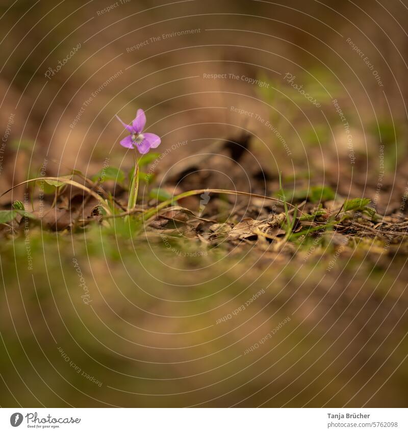 Kleines, tapferes Wald-Veilchen alleine auf einem Waldweg Violaceae Veilchengewächse zarte Blumen Waldboden zarte Blüten blühen Blütezeit natürliches Licht