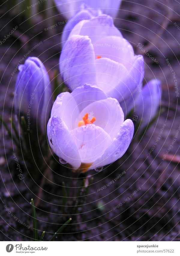 Frühlingsbote Blüte Wassertropfen weiß Krokusse Makroaufnahme blau Garten Erde frühlingsbote