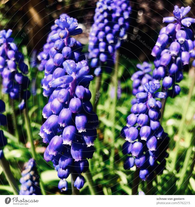 Pollenalarm. Wer Medikamententipps benötigt, bitte melden ;-) Blume Frühjahr blühen Frühling blau giftig frühling blume natur Blüte Natur blüte menschenleer