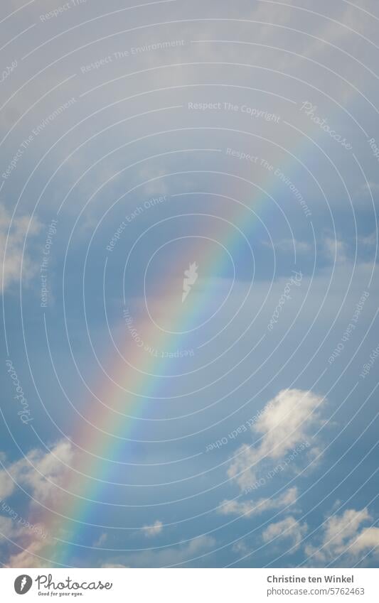 Ein Regenbogen und weiße Wölkchen am Himmel Naturphänomene Wolken Lichtband atmosphärisch Atmosphäre spektralfarben Lichterscheinung mehrfarbig regenbogenfarben