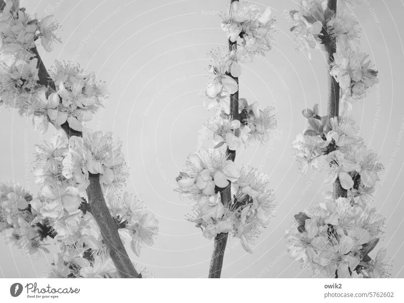 Mirabellenzweige Obstbaumblüte Baumblüte Blüten Frühlingserwachen Naturwunder Naturerlebnis Frühlingsgefühle Blütenblätter Schwarzweißfoto Pflanze Frühjahr