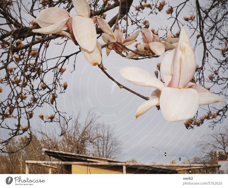 Ziergehölz Magnolie Blüte Zweige Baum Baumblüte Ziergewächs Frühling Natur Zweige u. Äste schön blühen zart Frühlingsgefühle natürlich rosa Außenaufnahme