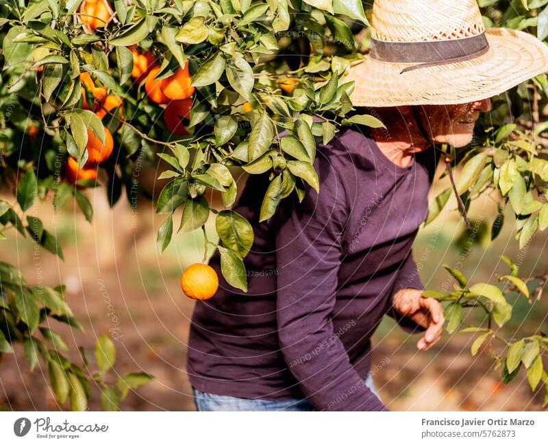 Landwirt erntet frische Orangen im sonnigen Obstgarten orange Ernte älter eine Person Mann Baum Kaukasier Wachstum Frucht Ackerbau ländlich Natur im Freien