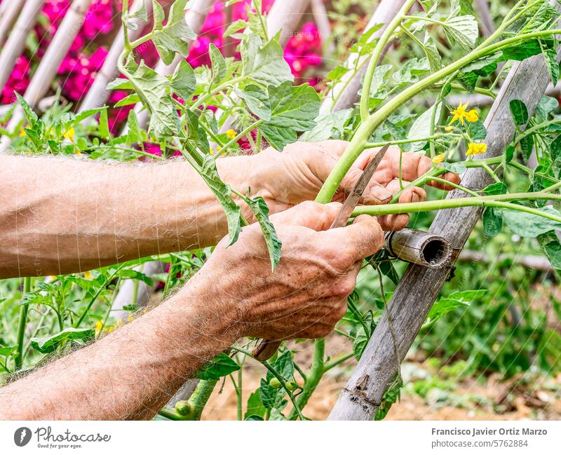 Die Hände eines Landwirts schneiden die Zweige einer Tomatenpflanze ab und binden sie fest, damit sie bei Sonnenuntergang wächst Ast Hand Ackerbau Messer