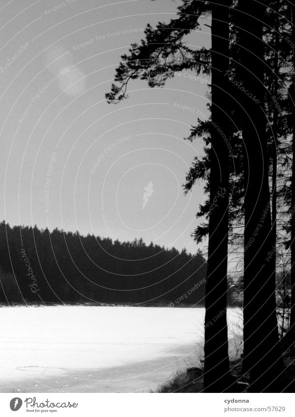 Am See S/W Baum Wald Tanne Licht Eindruck Winter Wasser Eis Landschaft Natur Kontrast Schwarzweißfoto Sonne Spaziergang