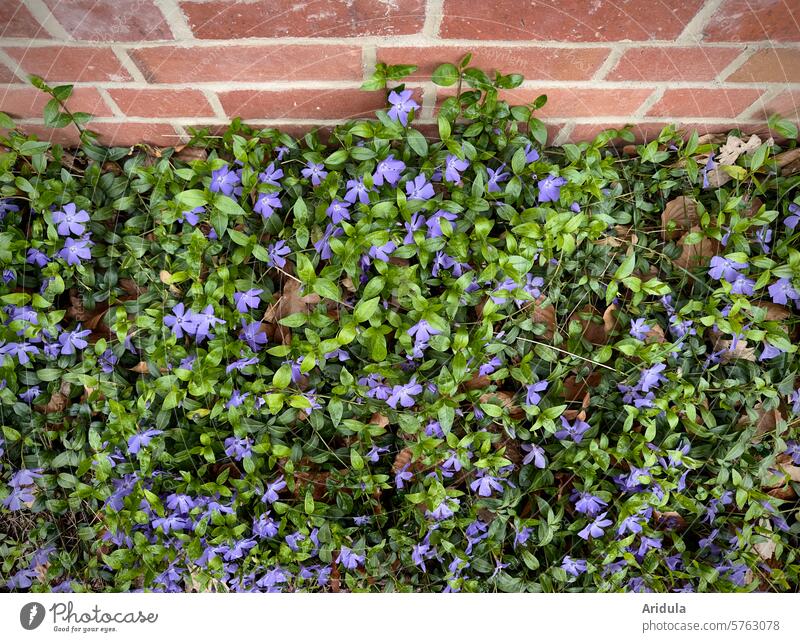 Blühendes Immergrün vor Backsteinmauer Bodendecker Pflanze Blüten blau lila Mauer Wand Garten violett Flora Lila Frühling blühend Vogelperspektive