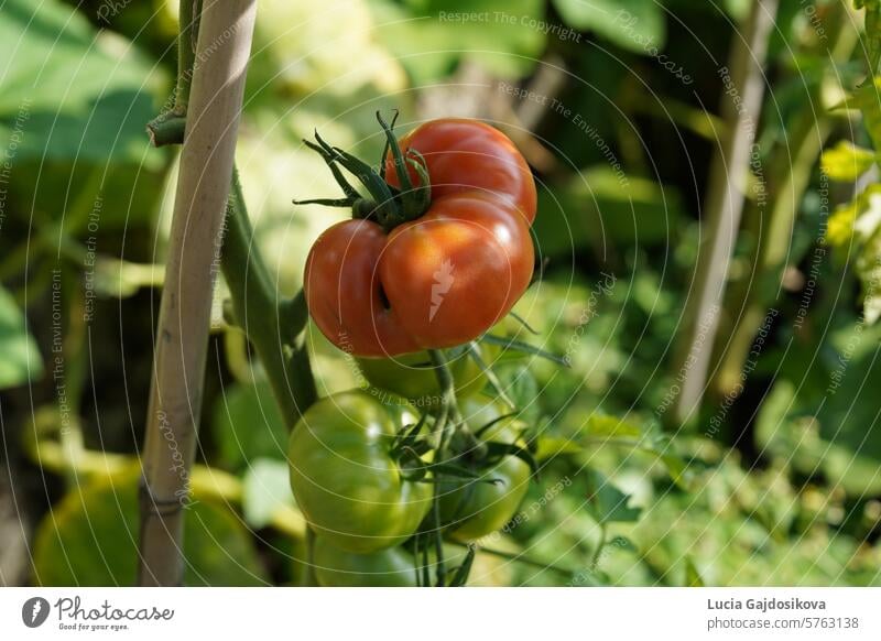 Große rote und reife Fleischtomaten, die an einem Stiel wachsen. Im Hintergrund befinden sich weitere Tomatenpflanzen mit Früchten. landwirtschaftlich Ackerbau