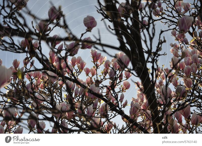 rosane Magnolienblüten, von der Abendsonne angestrahlt. Magnoliengewächse Blüten Magnolienbaum Frühling Natur Baum Pflanze Frühlingsgefühle zarttosa rosarot