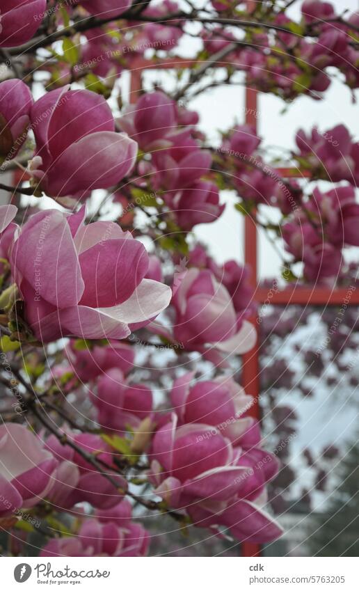 Blütezeit! | pinkfarbene Magnolienblüten vor roter Spiegelfassade. Magnoliengewächse Blüten Magnolienbaum Frühling Natur Baum Pflanze Frühlingsgefühle edel zart