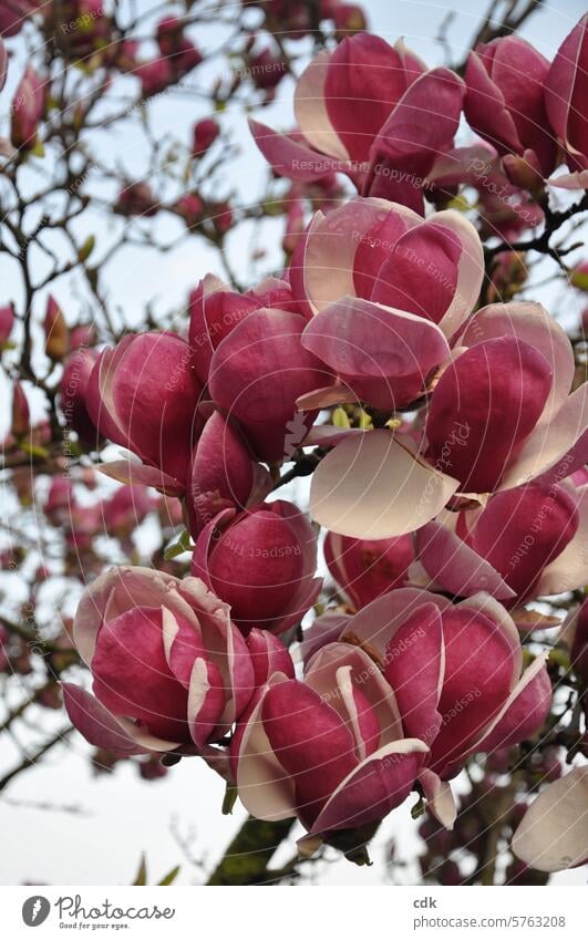 Sich vom Frühling verzaubern lassen | pinkfarbene Magnolienblüten. Magnoliengewächse Blüten Magnolienbaum Natur Baum Pflanze Frühlingsgefühle edel zart groß