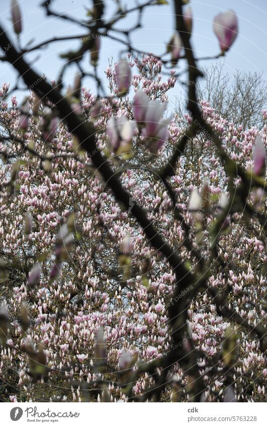 Ein rosanes Blütenmeer: große, alte Magnolienbäume voller Blüten im Frühling. Magnoliengewächse Magnolienblüte Magnolienbaum Natur Baum Pflanze Frühlingsgefühle