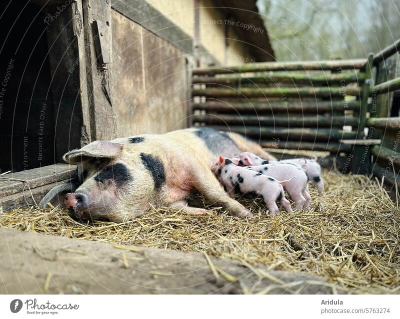 Sau säugt ihre kleinen Ferkel säugen liegen Schwein Tier Bauernhof Glück rosa Säugetier Hausschwein Tierporträt Stall Schnauze Landwirtschaft Nutztier Stroh