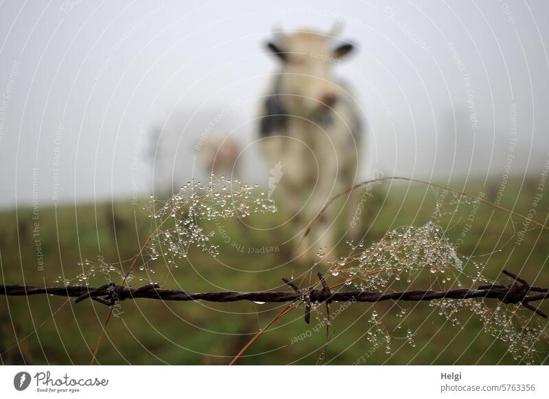 Gräser mit Tautropfen am Stacheldraht... im Hintergrund unscharf Kühe auf einer Weide Morgentau Wiese Kuh Rind morgens Natur Außenaufnahme Nebel nebelig