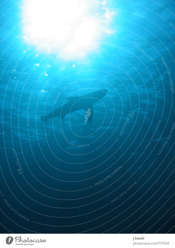 Hailight Haifisch Weißspitzenhochseehai Stimmung tauchen faszinierend elegant shark danger Unterwasseraufnahme Angst Anmut