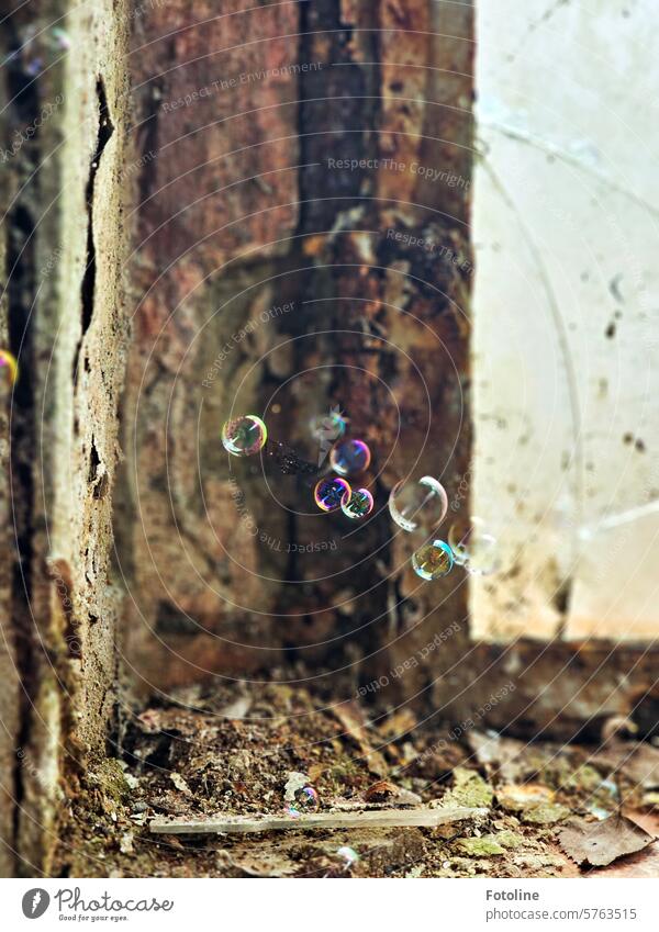 An einem Fenster eines Lost Places haben sich Seifenblasen in einem Spinnennetz verfangen. Ein wenig Schönheit in viel Schmutz und Dreck. lost places verlassen