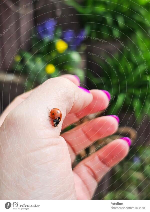 Kleiner Glücksbringer in meinem Garten. Der Marienkäfer hat mich während der Gartenarbeit einfach angeflogen. Na dann musste ich ihn doch gleich fotografieren.