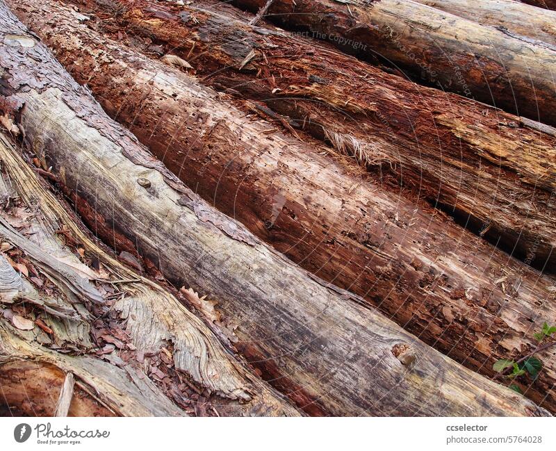 Detailansicht von Nadelbäumen mit Schädlingsbefall Forstwirtschaft Holzstapel Wald Bäume Nahaufnahme Holzschädlinge Waldsterben Natur Detailaufnahme natürlich