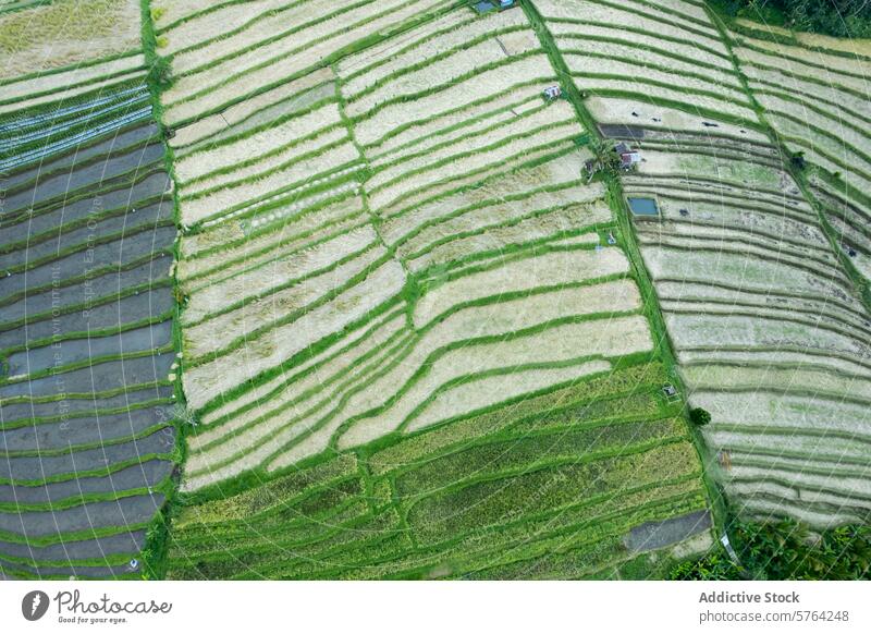 Eine Luftaufnahme von terrassenförmig angelegten Reisfeldern auf Java oder Bali, die die verschlungenen Muster der Landwirtschaft in einer üppig grünen Landschaft zeigt