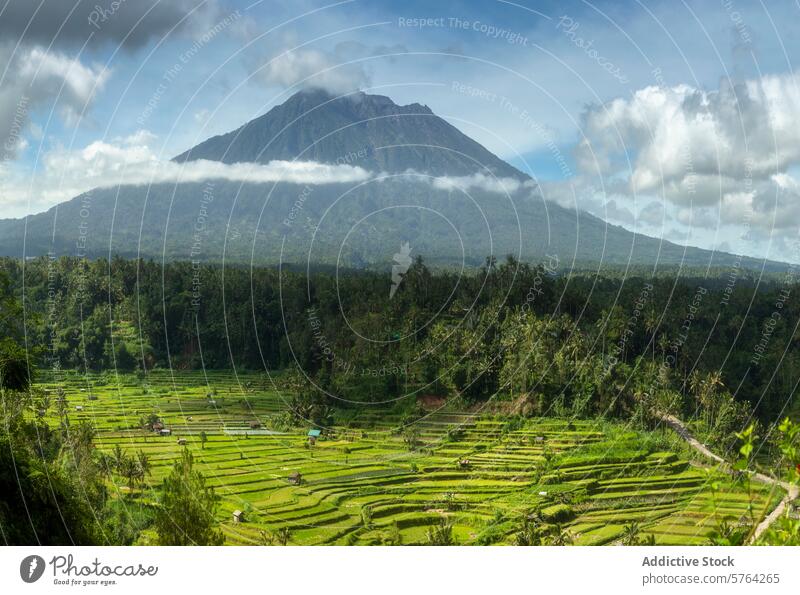 Weitläufiger Blick auf Reisterrassen mit einem majestätischen Vulkan im Hintergrund, eingehüllt in einen nebligen Wolkengürtel auf Java üppig (Wuchs) grün