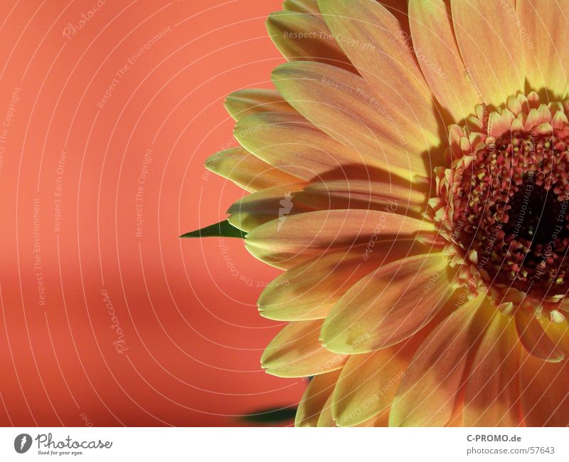 Sonnen-Sehnsucht Gerbera Blume Blüte Licht rot gelb Physik Frühling Zierpflanze Makroaufnahme springen Natur Nahaufnahme Freude orange Wärme Duft Garten