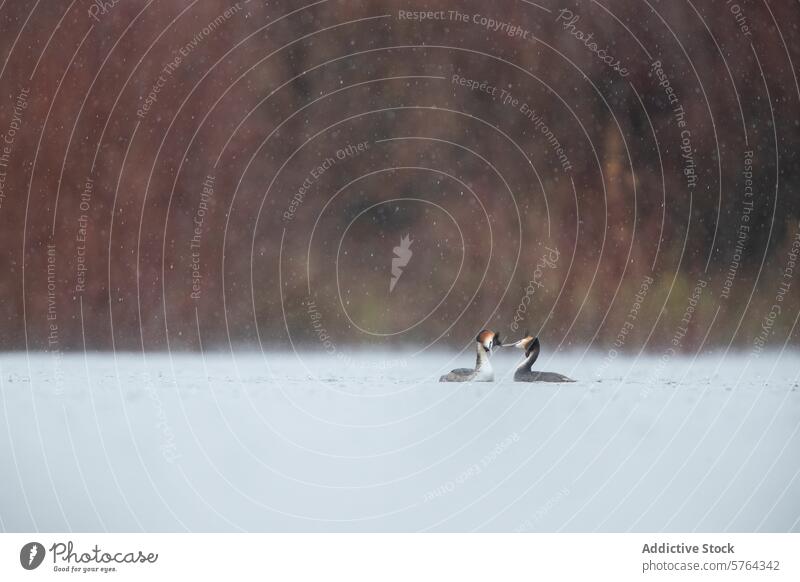 Schneereicher Balztanz von Haubentauchern auf einem ruhigen See Balzen Tanzen verschneite Gelassenheit Schneefall Tierwelt Wald Hintergrund Vogel Natur Wasser