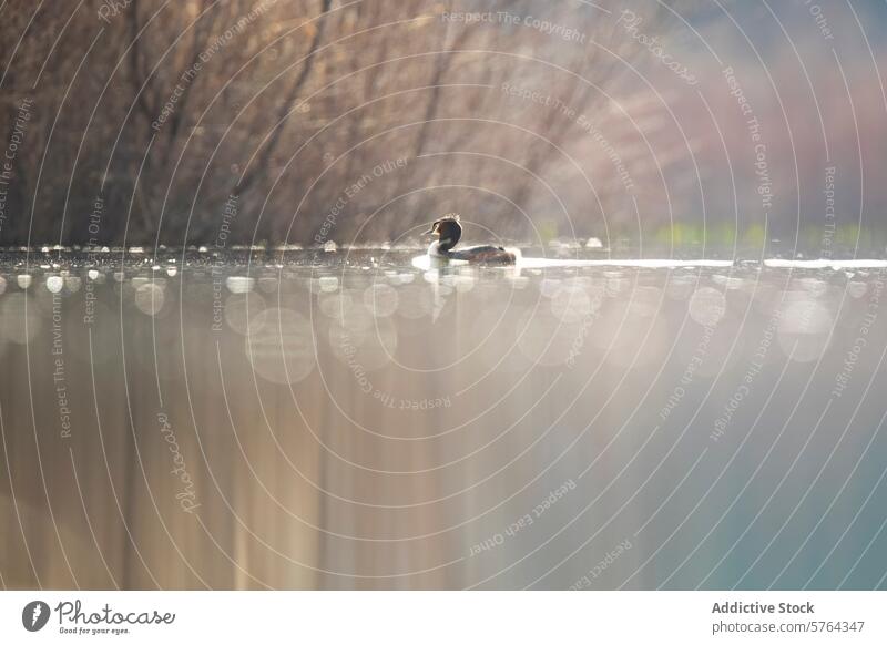 Gelassenes Blässhuhn auf glitzerndem See in ruhiger Szene Ente Gelassenheit Sonnenlicht Reflexion & Spiegelung Wasser Vogel Tierwelt Natur Frieden Windstille