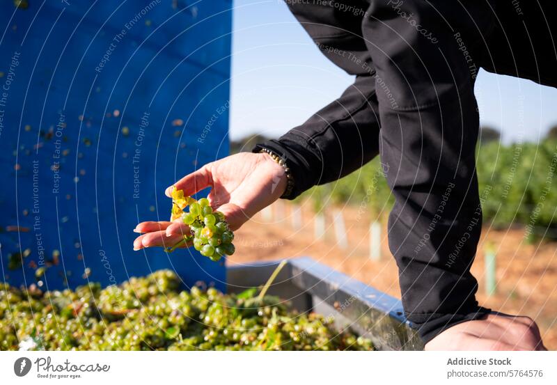 Erste Ernte von weißen Trauben in Villarrobledo, Spanien villarrobledo weiße Traube Maskat Wein Weinberg Ackerbau Landwirtschaft Weinbau Haufen Kommissionierung