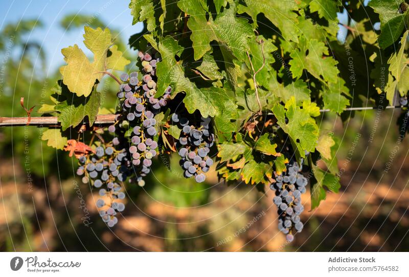 Erste saisonale Ernte von weißen und Muskateller-Trauben in Spanien Cluster Wein weiße Traube erste Ernte saisonbedingt Weinberg villarrobledo albacete Ackerbau